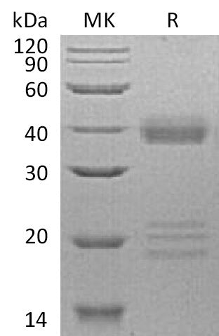 BL-0683NP: Greater than 95% as determined by reducing SDS-PAGE. (QC verified)
