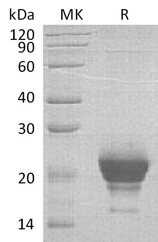 BL-1416NP: Greater than 95% as determined by reducing SDS-PAGE. (QC verified)Recombinant Human RNASE 6 Protein (C-6His)