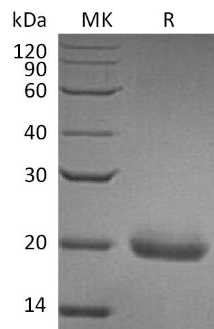 BL-0688NP: Greater than 95% as determined by reducing SDS-PAGE. (QC verified)