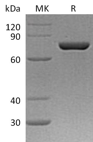BL-1419NP: Greater than 95% as determined by reducing SDS-PAGE. (QC verified)Recombinant Human PDIA4 Protein (C-6His)
