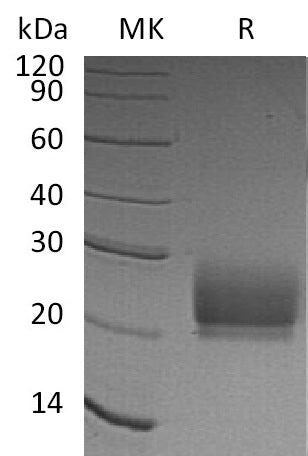 BL-0694NP: Greater than 95% as determined by reducing SDS-PAGE. (QC verified)Recombinant Human CD94 Protein (N-6His)
