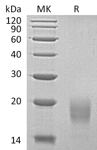 BL-2620NP: Greater than 95% as determined by reducing SDS-PAGE. (QC verified)