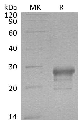 BL-1417NP: Greater than 95% as determined by reducing SDS-PAGE. (QC verified)Recombinant Human PTGDS Protein (C-6His)