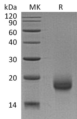 BL-0695NP: Greater than 95% as determined by reducing SDS-PAGE. (QC verified)Recombinant Human LY6H Protein (C-6His)