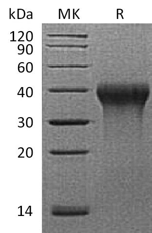 BL-2589NP: Greater than 95% as determined by reducing SDS-PAGE. (QC verified)