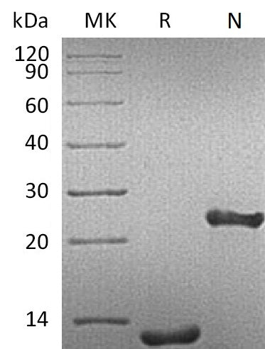 BL-1741NP: Greater than 95% as determined by reducing SDS-PAGE. (QC verified)Recombinant Human TGF-beta 1 Protein