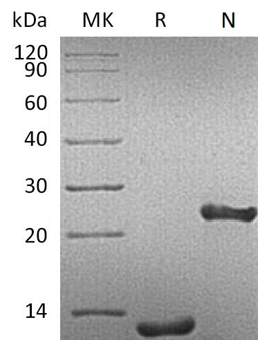 BL-1741NP: Greater than 95% as determined by reducing SDS-PAGE. (QC verified)