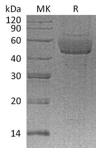 BL-0699NP: Greater than 95% as determined by reducing SDS-PAGE. (QC verified)Recombinant Human SDC1 Protein (C-6His)