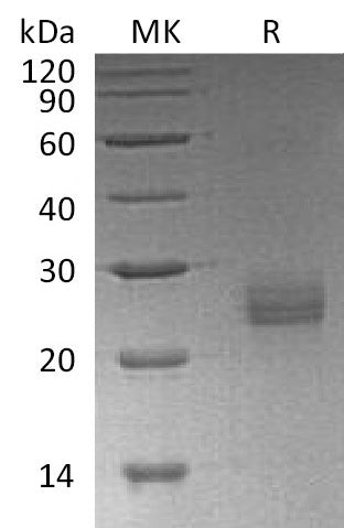 BL-1236NP: Greater than 95% as determined by reducing SDS-PAGE. (QC verified)Recombinant Human Ephrin-A1 Protein (C-6His)