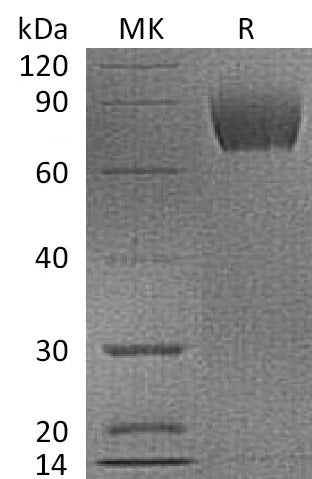 BL-0692NP: Greater than 95% as determined by reducing SDS-PAGE. (QC verified)Recombinant Cynomolgus B7-H3 Protein (C-6His)