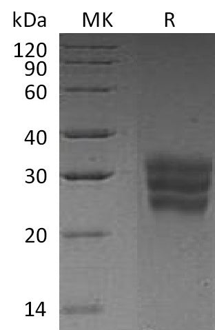 BL-0705NP: Greater than 95% as determined by reducing SDS-PAGE. (QC verified)
