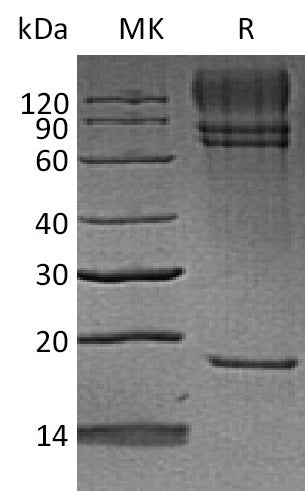 BL-2049NP: Greater than 95% as determined by reducing SDS-PAGE. (QC verified)