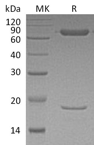 BL-2048NP: Greater than 95% as determined by reducing SDS-PAGE. (QC verified)