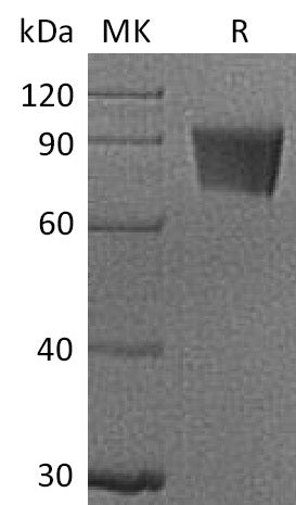 BL-2721NP: Greater than 95% as determined by reducing SDS-PAGE. (QC verified)
