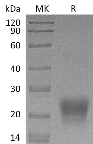 BL-0701NP: Greater than 95% as determined by reducing SDS-PAGE. (QC verified)Recombinant Human BST2 Protein (C-6His)