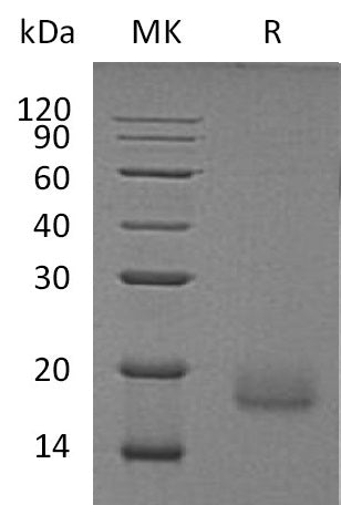 BL-0702NP: Greater than 95% as determined by reducing SDS-PAGE. (QC verified)