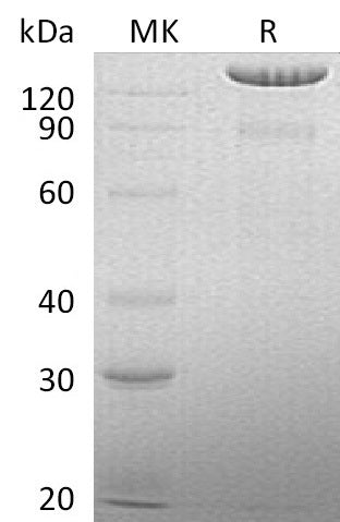 BL-0700NP: Greater than 95% as determined by reducing SDS-PAGE. (QC verified)