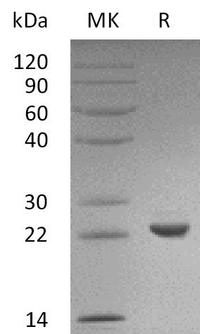 BL-1426NP: Greater than 95% as determined by reducing SDS-PAGE. (QC verified)Recombinant Human SOD2 Protein (C-6His)