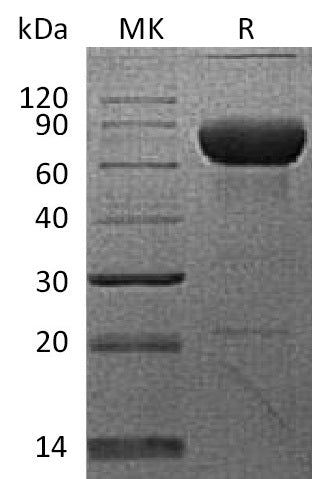 BL-2018NP: Greater than 95% as determined by reducing SDS-PAGE. (QC verified)