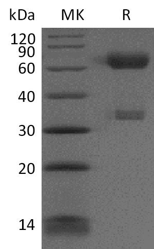 BL-2561NP: Greater than 95% as determined by reducing SDS-PAGE. (QC verified)