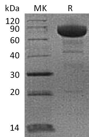 BL-0217NP: Greater than 95% as determined by reducing SDS-PAGE. (QC verified)Recombinant Cynomolgus PD-L1 Protein (C-Fc)