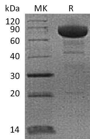 BL-0217NP: Greater than 95% as determined by reducing SDS-PAGE. (QC verified)