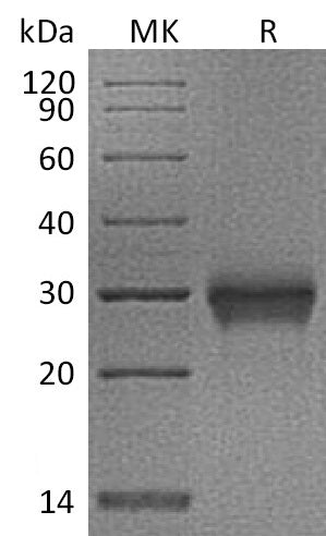 BL-1211NP: Greater than 95% as determined by reducing SDS-PAGE. (QC verified)Recombinant Cynomolgus CD40 Protein (C-6His)