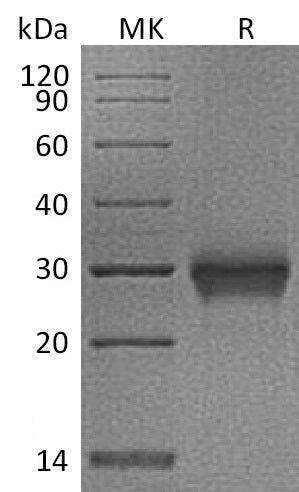 BL-1211NP: Greater than 95% as determined by reducing SDS-PAGE. (QC verified)