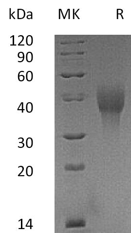 BL-0716NP: Greater than 95% as determined by reducing SDS-PAGE. (QC verified)