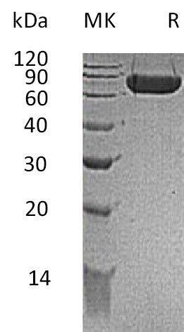 BL-0713NP: Greater than 95% as determined by reducing SDS-PAGE. (QC verified)Recombinant Mouse Kirrel1 Protein (C-6His)