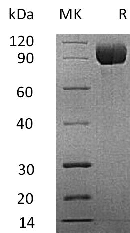 BL-0032NP: Greater than 95% as determined by reducing SDS-PAGE. (QC verified)Recombinant Mouse IL-13RA1 Protein (C-Fc)