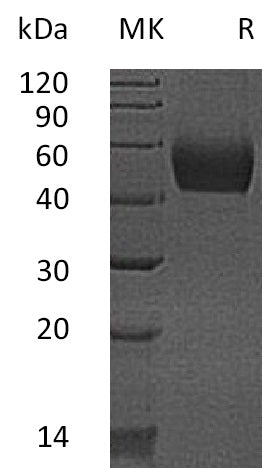 BL-0714NP: Greater than 95% as determined by reducing SDS-PAGE. (QC verified)