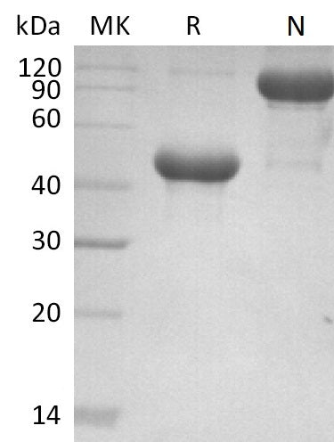 BL-2660NP: Greater than 95% as determined by reducing SDS-PAGE. (QC verified)