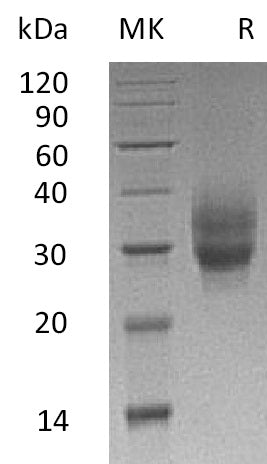 41BB-0480NP: Greater than 90% as determined by reducing SDS-PAGE. (QC verified)Recombinant Cynomolgus 4-1BB Protein (C-6His)
