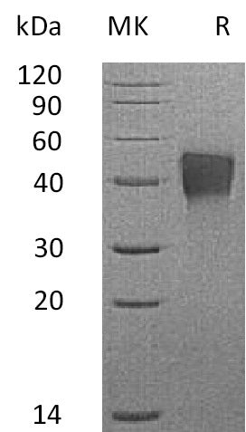 BL-0711NP: Greater than 95% as determined by reducing SDS-PAGE. (QC verified)
