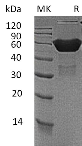 BL-0031NP: Greater than 95% as determined by reducing SDS-PAGE. (QC verified)Recombinant Mouse CXADR Protein (C-Fc)