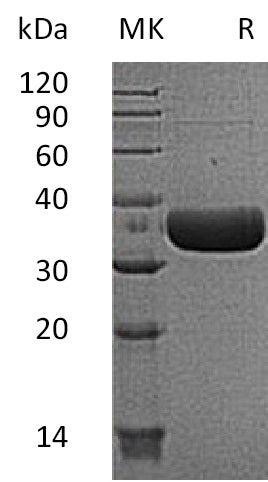 BL-1427NP: Greater than 95% as determined by reducing SDS-PAGE. (QC verified)Recombinant Mouse Tpsb2 Protein (C-6His)