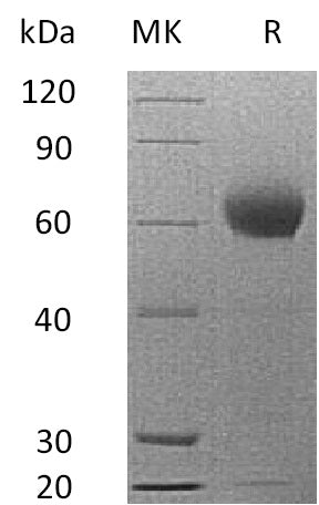 BL-0710NP: Greater than 95% as determined by reducing SDS-PAGE. (QC verified)