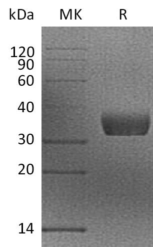 BL-0712NP: Greater than 95% as determined by reducing SDS-PAGE. (QC verified)