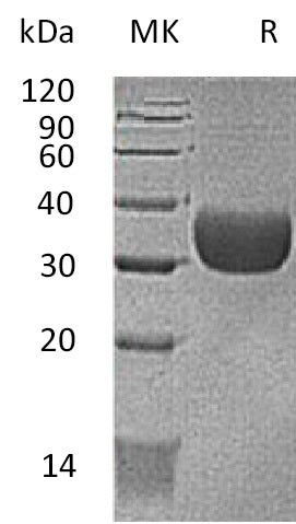 BL-1841NP: Greater than 95% as determined by reducing SDS-PAGE. (QC verified)