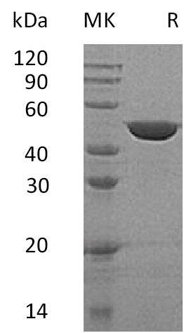 BL-1430NP: Greater than 95% as determined by reducing SDS-PAGE. (QC verified)Recombinant Human GALK2 Protein (C-6His)