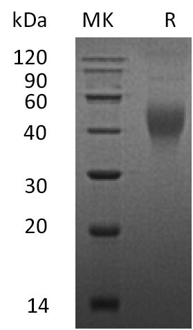 BL-0603NP: Greater than 95% as determined by SEC-HPLC. (Regularly tested)