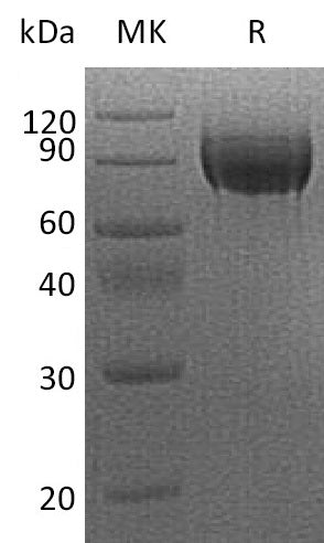 BL-2248NP: Greater than 95% as determined by reducing SDS-PAGE. (QC verified)Recombinant Human VEGFR2 Protein (C-6His)