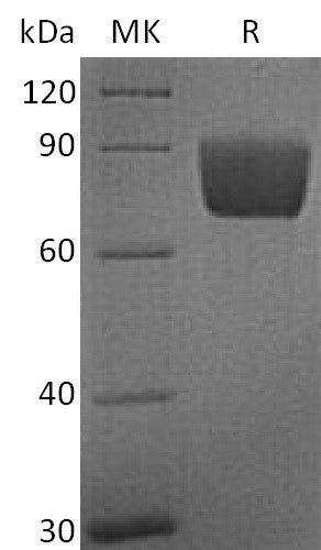 BL-2284NP: Greater than 95% as determined by reducing SDS-PAGE. (QC verified)Recombinant Human B7-H4 Protein (C-Fc)