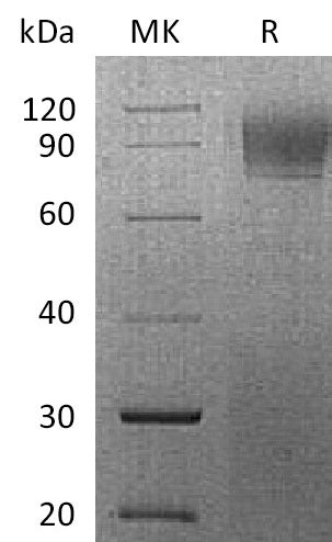 BL-2689NP: Greater than 95% as determined by reducing SDS-PAGE. (QC verified)