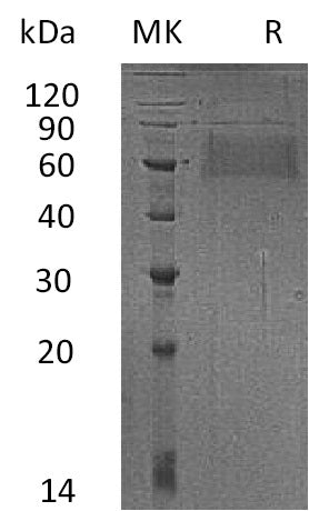 BL-0719NP: Greater than 95% as determined by reducing SDS-PAGE. (QC verified)Recombinant Human L-Selectin Protein (C-6His)