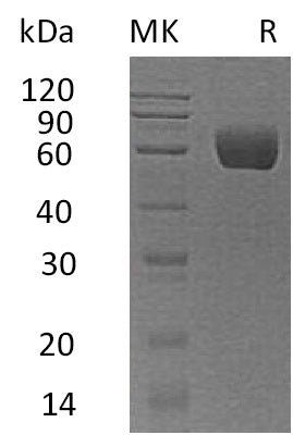 BL-1433NP: Greater than 95% as determined by reducing SDS-PAGE. (QC verified)Recombinant Human Serpin A8 Protein (C-6His)