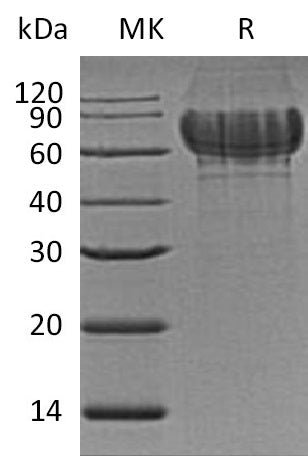 BL-0724NP: Greater than 95% as determined by reducing SDS-PAGE. (QC verified)Recombinant Mouse IBSP Protein (C-6His)