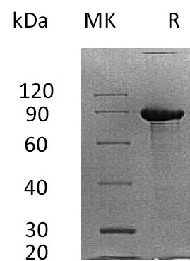 BL-0037NP: Greater than 95% as determined by reducing SDS-PAGE. (QC verified)Recombinant Human SDC1 Protein (C-Fc)