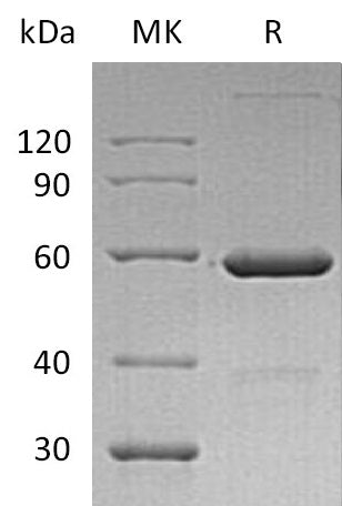 BL-0034NP: Greater than 95% as determined by reducing SDS-PAGE. (QC verified)Recombinant Human VSIG8 Protein (C-Fc)